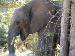Slon v Chobé