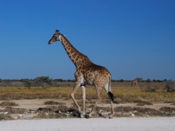 Žirafa v Etoshe