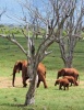 Stádo červených slonů